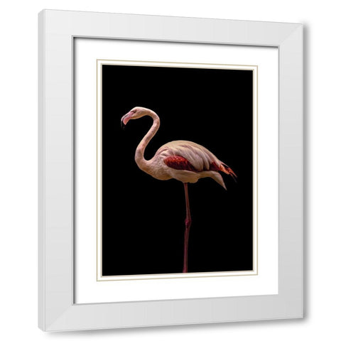Flamingo White Modern Wood Framed Art Print with Double Matting by Incado