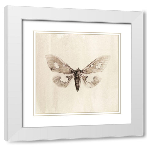 Sepia Moth White Modern Wood Framed Art Print with Double Matting by Incado