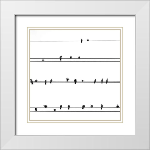 Birds on the Line White Modern Wood Framed Art Print with Double Matting by Incado
