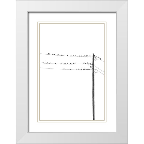 Birds on Wires White Modern Wood Framed Art Print with Double Matting by Incado