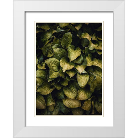Hostas Leaves White Modern Wood Framed Art Print with Double Matting by Incado