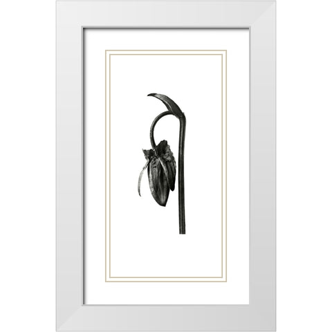 Blossfeldt Botanical No. 2 White Modern Wood Framed Art Print with Double Matting by Incado