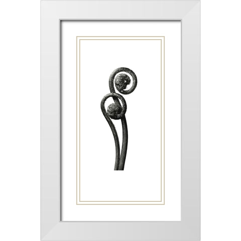 Blossfeldt Botanical No. 3 White Modern Wood Framed Art Print with Double Matting by Incado