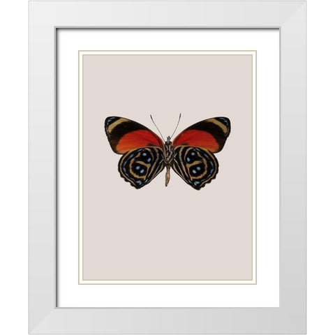 Agrias amydon White Modern Wood Framed Art Print with Double Matting by Incado