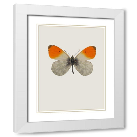 Agrias amydon White Modern Wood Framed Art Print with Double Matting by Incado