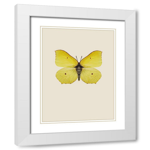 Gonepteryx rhamni White Modern Wood Framed Art Print with Double Matting by Incado