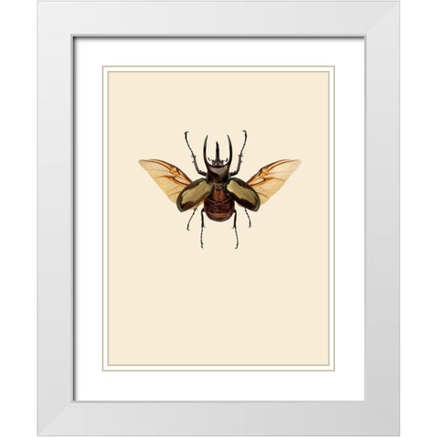 Chalcosoma atlas White Modern Wood Framed Art Print with Double Matting by Incado