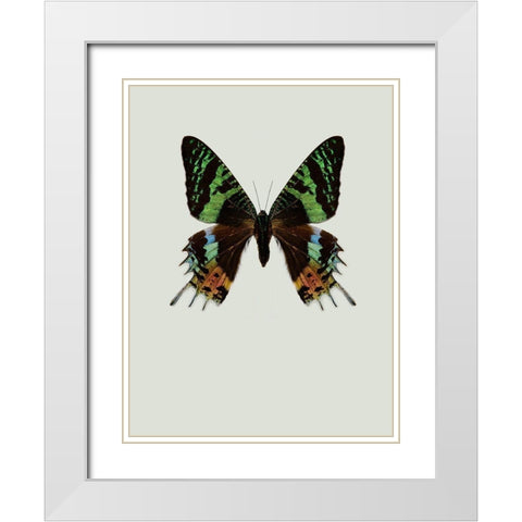 Chrysiridia rhipheus White Modern Wood Framed Art Print with Double Matting by Incado