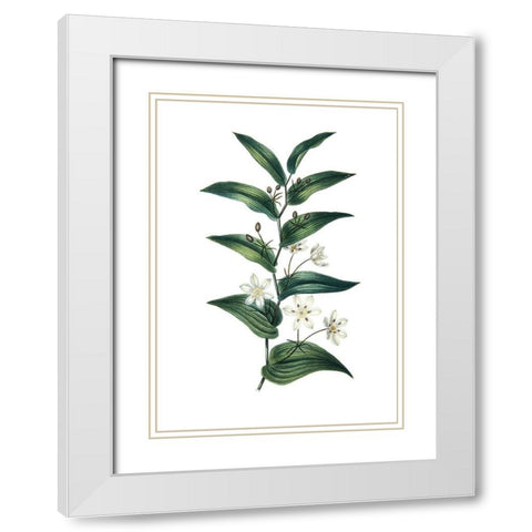 Botanica I White Modern Wood Framed Art Print with Double Matting by Incado