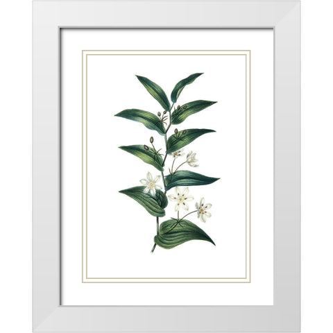 Botanica I White Modern Wood Framed Art Print with Double Matting by Incado