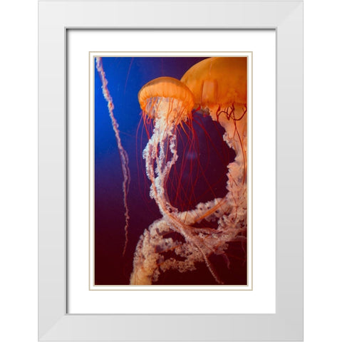 Jelly 3 White Modern Wood Framed Art Print with Double Matting by PhotoINC Studio