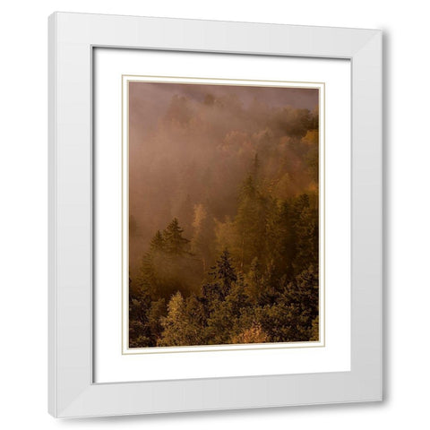 Autumn Forest White Modern Wood Framed Art Print with Double Matting by PhotoINC Studio