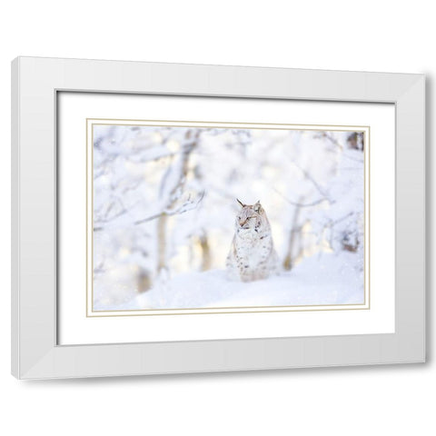 Snow lynx White Modern Wood Framed Art Print with Double Matting by PhotoINC Studio