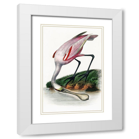 Spoonbill White Modern Wood Framed Art Print with Double Matting by Incado