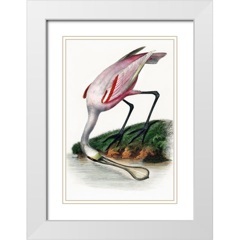 Spoonbill White Modern Wood Framed Art Print with Double Matting by Incado