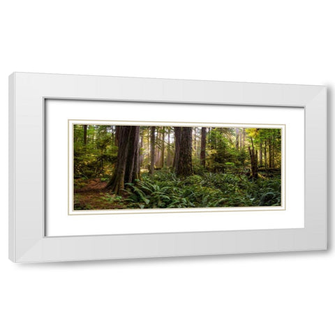 Cathedral Forest White Modern Wood Framed Art Print with Double Matting by Kostka, Vladimir