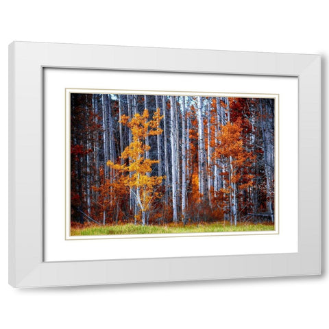 Autumn Birches White Modern Wood Framed Art Print with Double Matting by Kostka, Vladimir