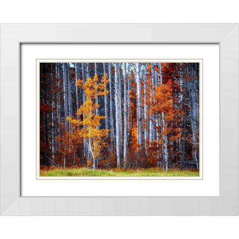 Autumn Birches White Modern Wood Framed Art Print with Double Matting by Kostka, Vladimir