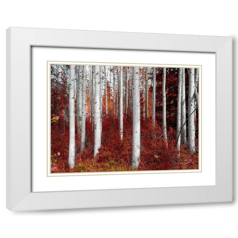 Fall Birches White Modern Wood Framed Art Print with Double Matting by Kostka, Vladimir