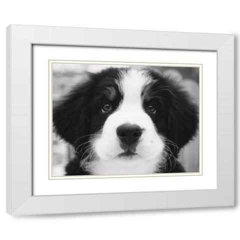 Ben White Modern Wood Framed Art Print with Double Matting by Levin, Kim