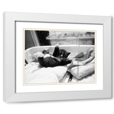 Kitten Laundry White Modern Wood Framed Art Print with Double Matting by Levin, Kim