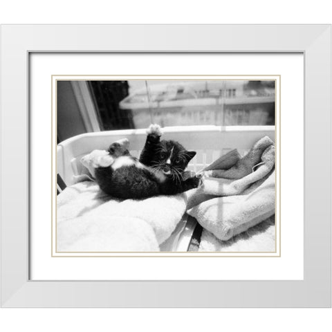 Kitten Laundry White Modern Wood Framed Art Print with Double Matting by Levin, Kim