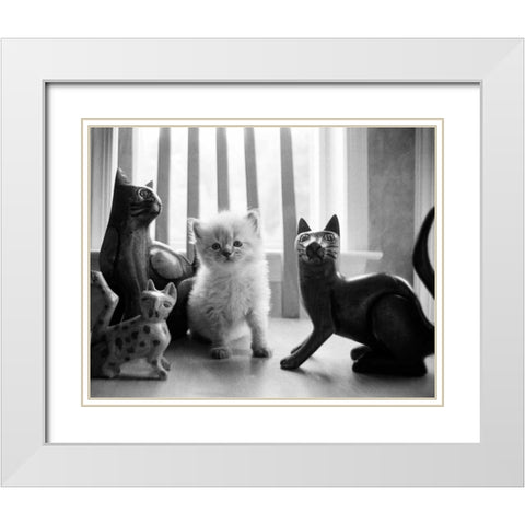 Ragdoll Kitten White Modern Wood Framed Art Print with Double Matting by Levin, Kim
