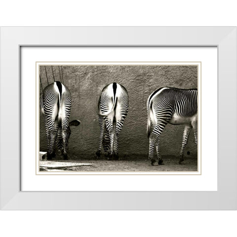 Zebra Butts White Modern Wood Framed Art Print with Double Matting by Lawhorn, Courtney