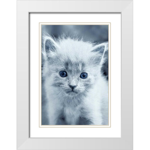 Blue Kitty White Modern Wood Framed Art Print with Double Matting by Louise, Tracie