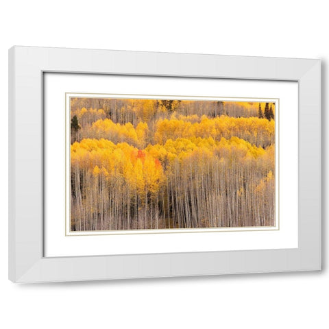 Beckwith Aspens White Modern Wood Framed Art Print with Double Matting by Leacock, J.C.