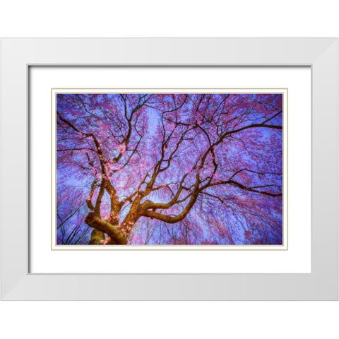 Weeping Cherry White Modern Wood Framed Art Print with Double Matting by Mikaels, Natalie