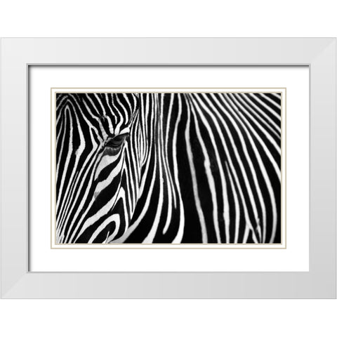 Zebra in Lisbon Zoo White Modern Wood Framed Art Print with Double Matting by Mumford, Andy