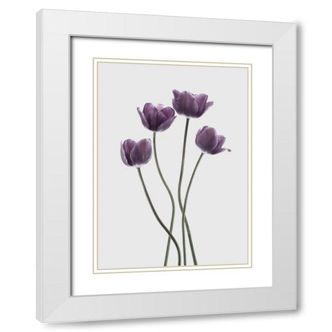 Tulips Purple White Modern Wood Framed Art Print with Double Matting by Design Fabrikken