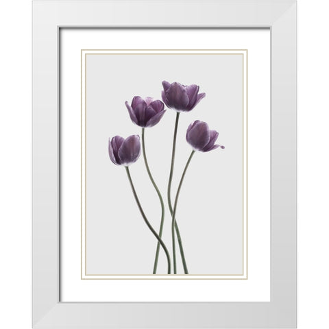 Tulips Purple White Modern Wood Framed Art Print with Double Matting by Design Fabrikken