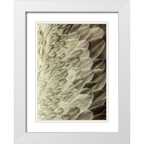 Volture II White Modern Wood Framed Art Print with Double Matting by Design Fabrikken