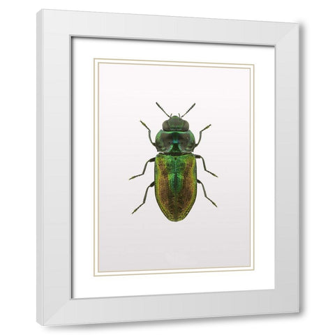 Beetle 1 White Modern Wood Framed Art Print with Double Matting by Design Fabrikken