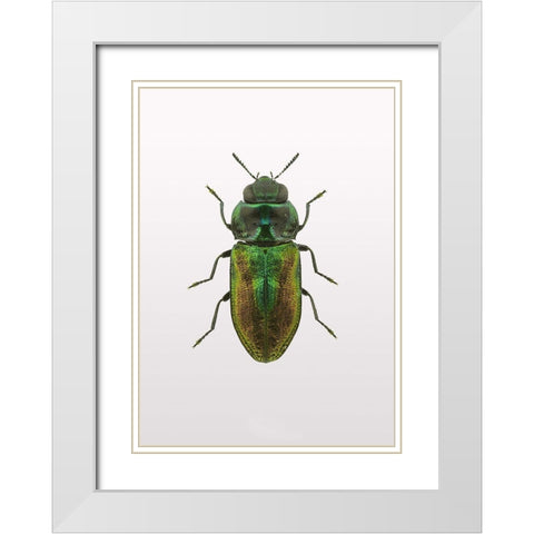 Beetle 1 White Modern Wood Framed Art Print with Double Matting by Design Fabrikken