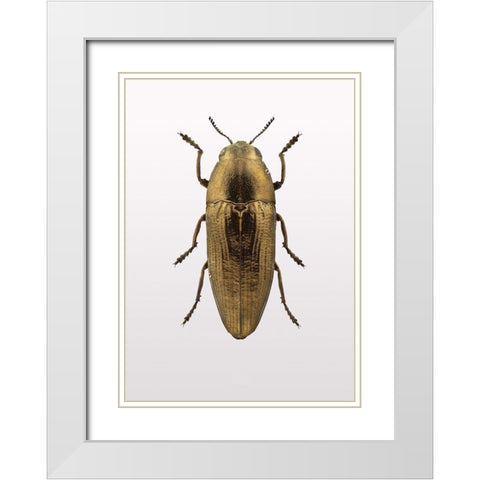 Beetle 4 White Modern Wood Framed Art Print with Double Matting by Design Fabrikken