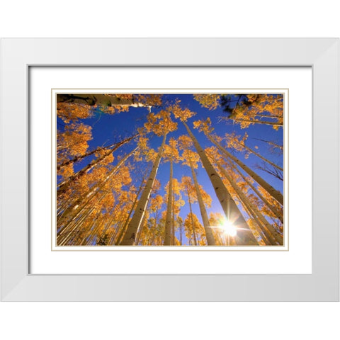 Winter Aspens White Modern Wood Framed Art Print with Double Matting by ODell, Dale