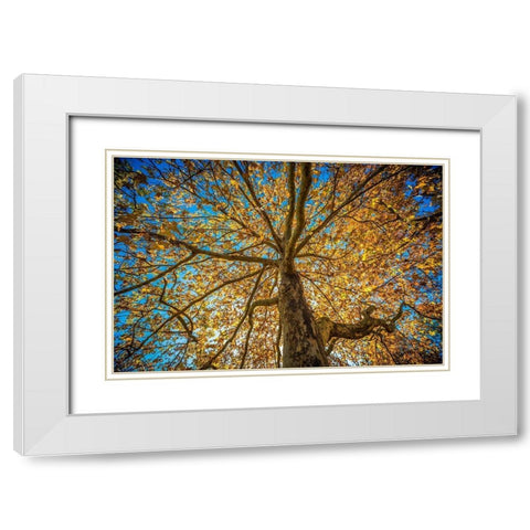 Fall Tree White Modern Wood Framed Art Print with Double Matting by Oldford, Tim