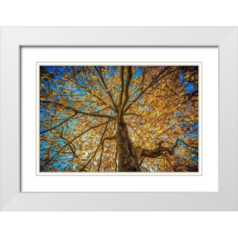 Fall Tree White Modern Wood Framed Art Print with Double Matting by Oldford, Tim