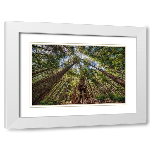 Avatar Grove Canopy White Modern Wood Framed Art Print with Double Matting by Oldford, Tim