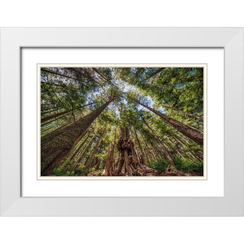 Avatar Grove Canopy White Modern Wood Framed Art Print with Double Matting by Oldford, Tim