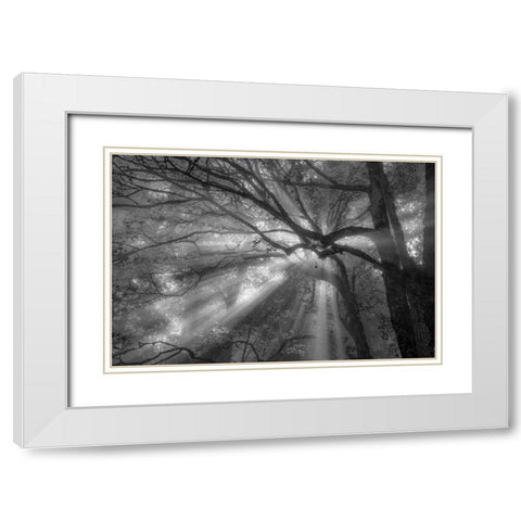 Forest Fog White Modern Wood Framed Art Print with Double Matting by Oldford, Tim
