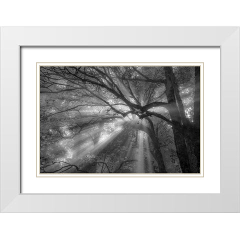 Forest Fog White Modern Wood Framed Art Print with Double Matting by Oldford, Tim