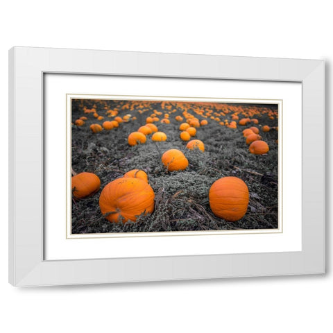 Sea of Pumpkins White Modern Wood Framed Art Print with Double Matting by Oldford, Tim