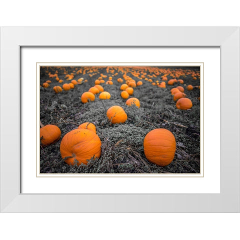 Sea of Pumpkins White Modern Wood Framed Art Print with Double Matting by Oldford, Tim