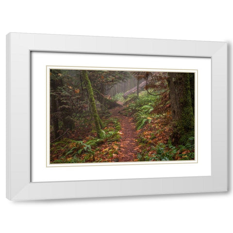 Forest Stroll White Modern Wood Framed Art Print with Double Matting by Oldford, Tim