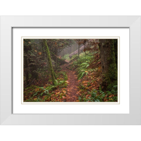 Forest Stroll White Modern Wood Framed Art Print with Double Matting by Oldford, Tim