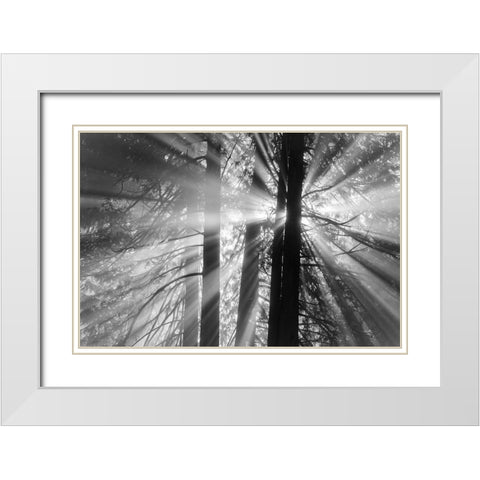 Rays White Modern Wood Framed Art Print with Double Matting by Oldford, Tim